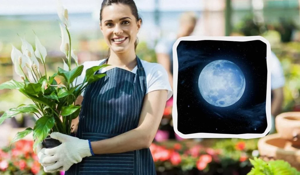 1200 0 1732813180 4801