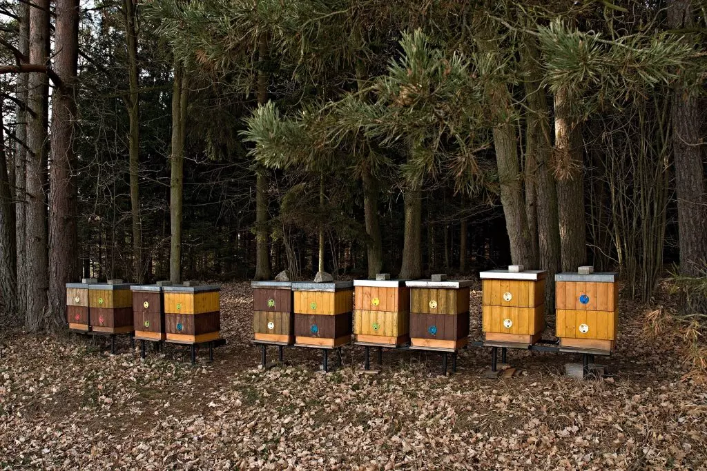 Vybir Misczya Dlya Pasiky2 1024x683 1