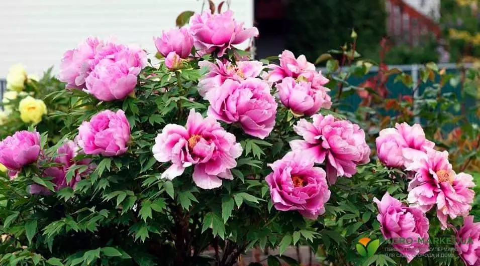 83c28a49d07a3bdc5da1e0b29ec26d9b