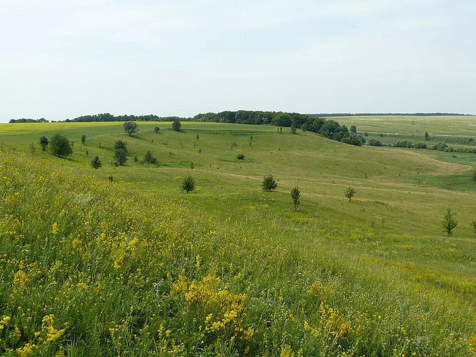 960px Lisostepova Roslynnist Na Shyli Dolyny Gnylogo Tikycha