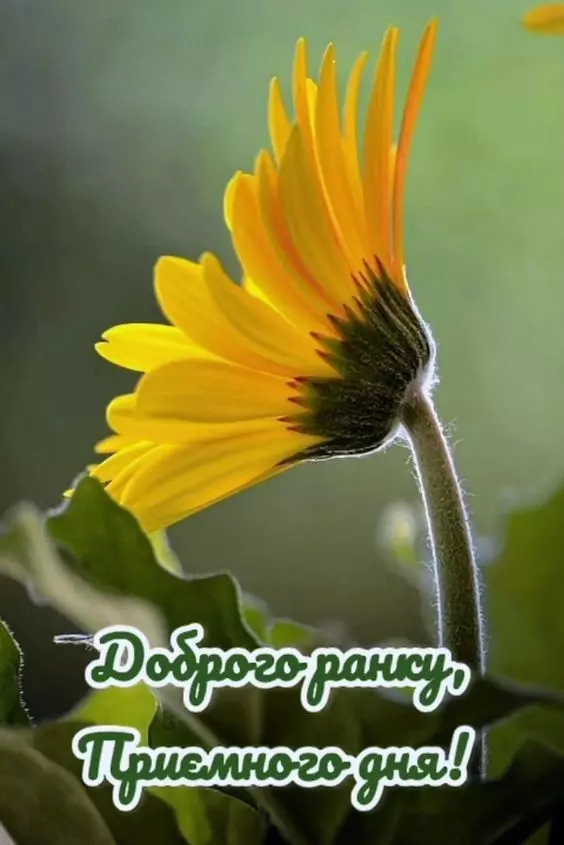 Dobryj Ranok Kartynka