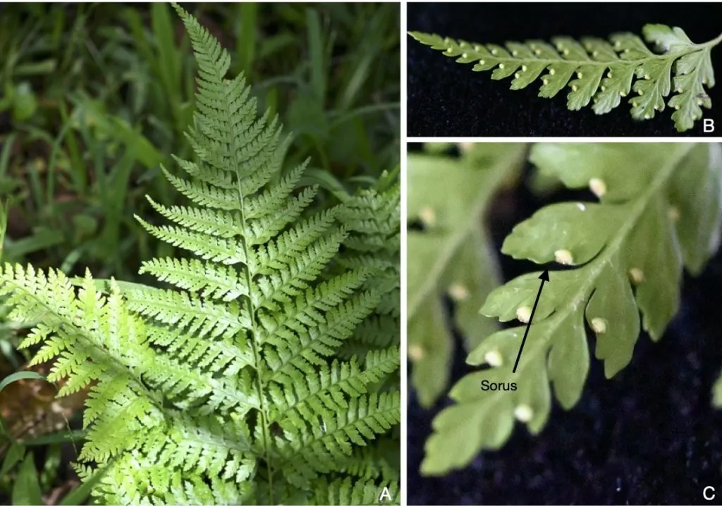 Fern Palapalai Plate