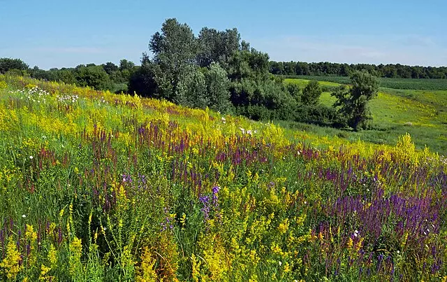 Ukrayinskyj Lisostép