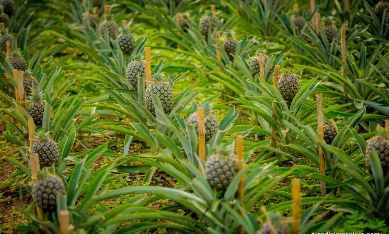 2016 01 04 Azores Ananas Pontadelgada 0047