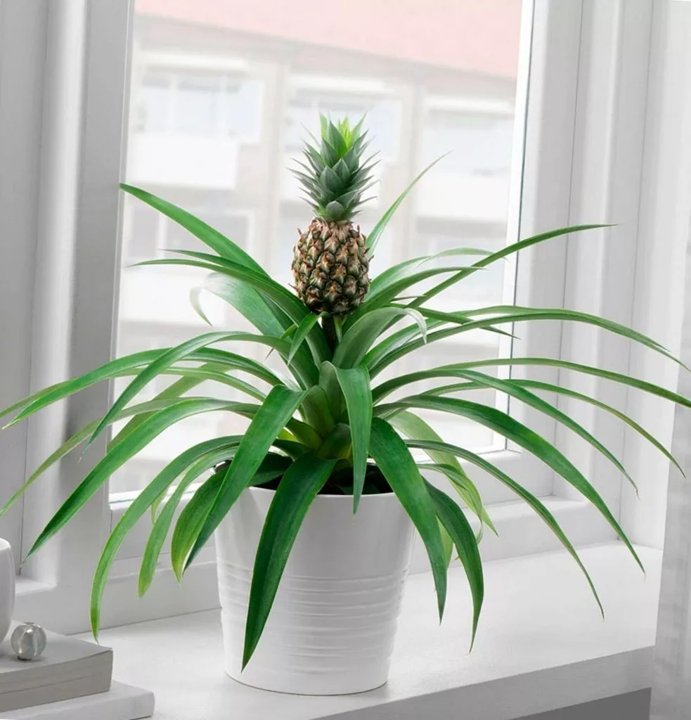 Ananas 1