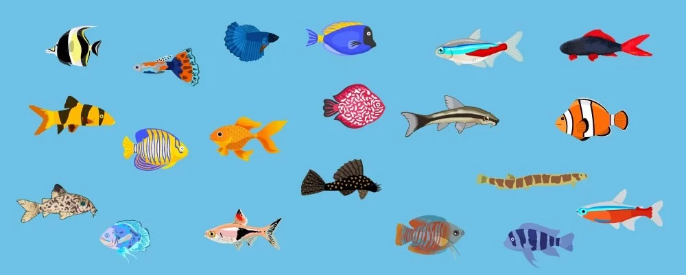 Zobrazhennya 2024 09 09 151839981