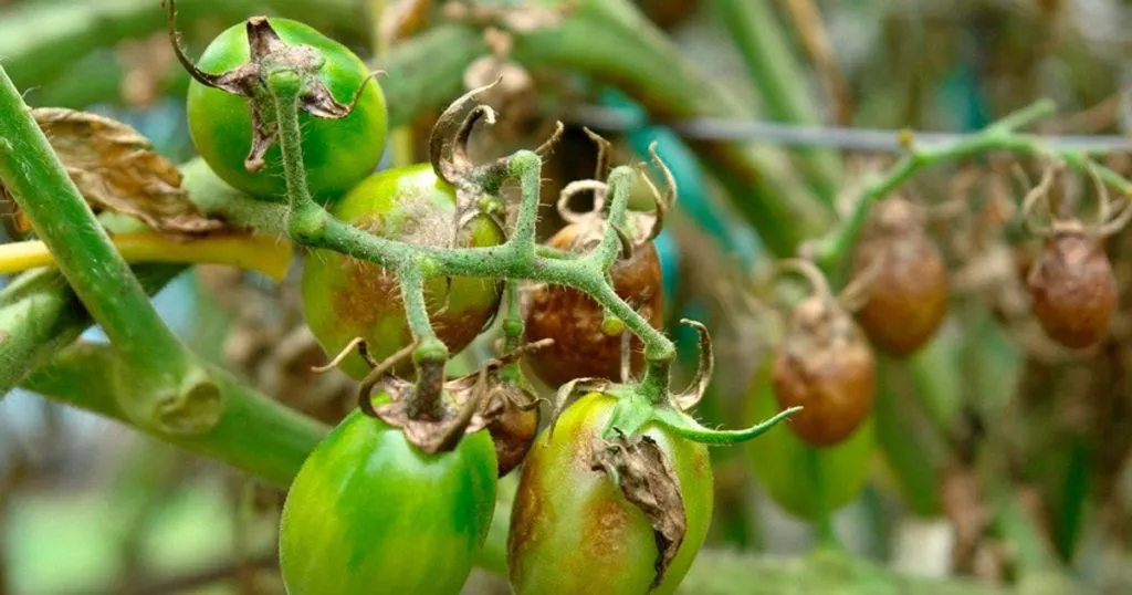 Ab43a5866bc359b51e14794da67fe2d4