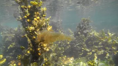 Brown Seaweeds M0010206