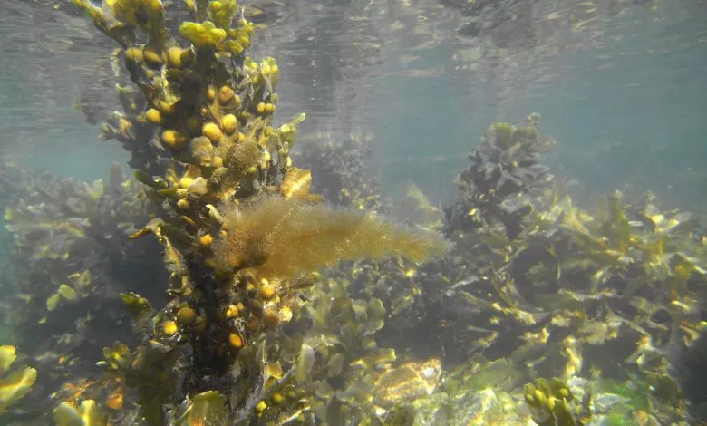 Brown Seaweeds M0010206