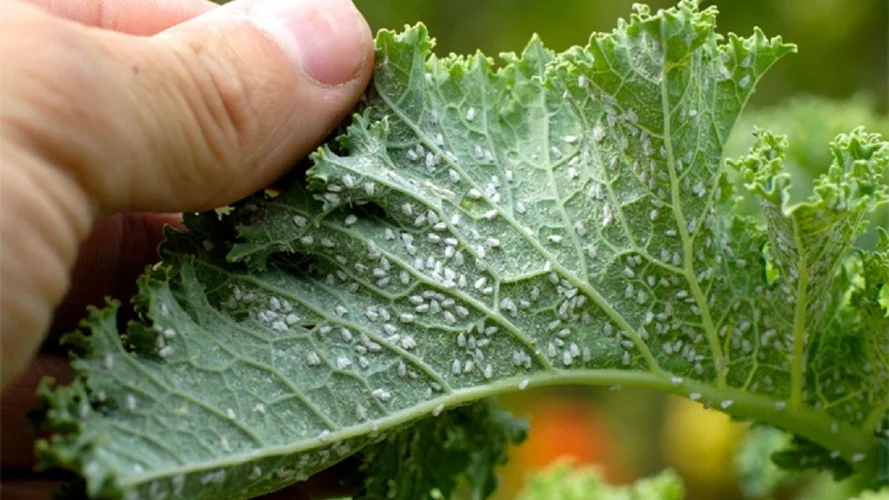 Gvk8xv1qxcii53yharjskrfqi1pktymmne7axfjl