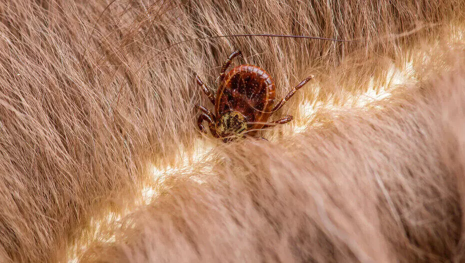 How To Remove A Tick From A Cat1