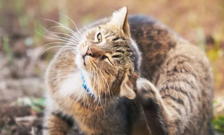 How To Treat Ear Mites In Cats1