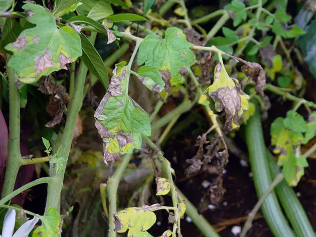 Tomato Late Blight3a