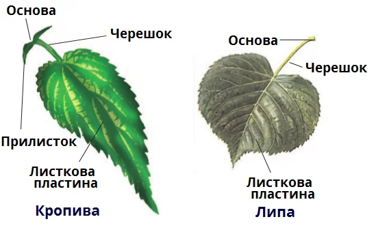 04017vk9 6b9b 549x337 1