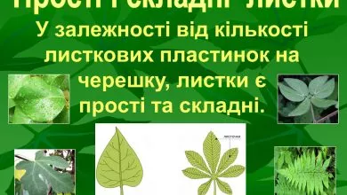 Dfdcb095bb85f95219d229eae3526e39