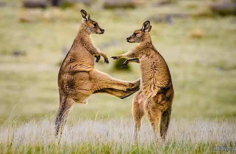 Tsikavi Fakty Pro Kenhuru