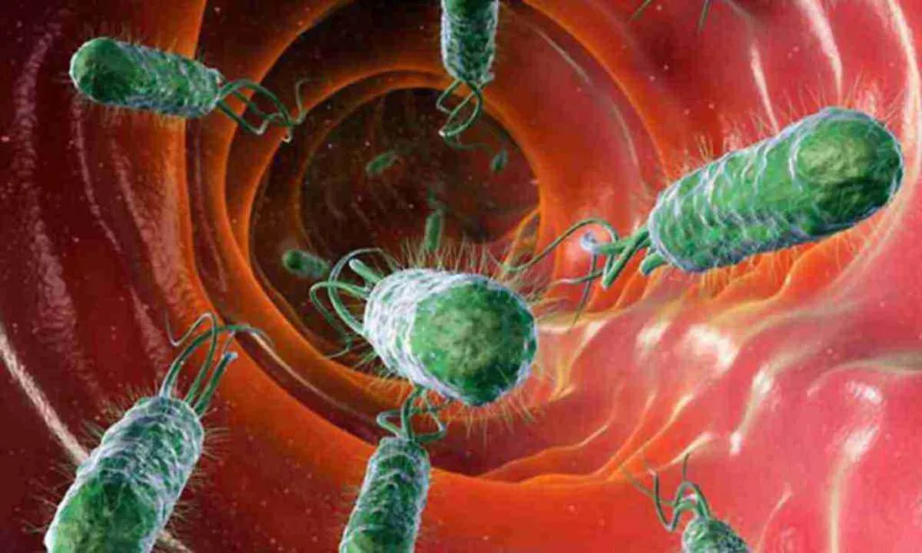 Vrednye Bakterii Large