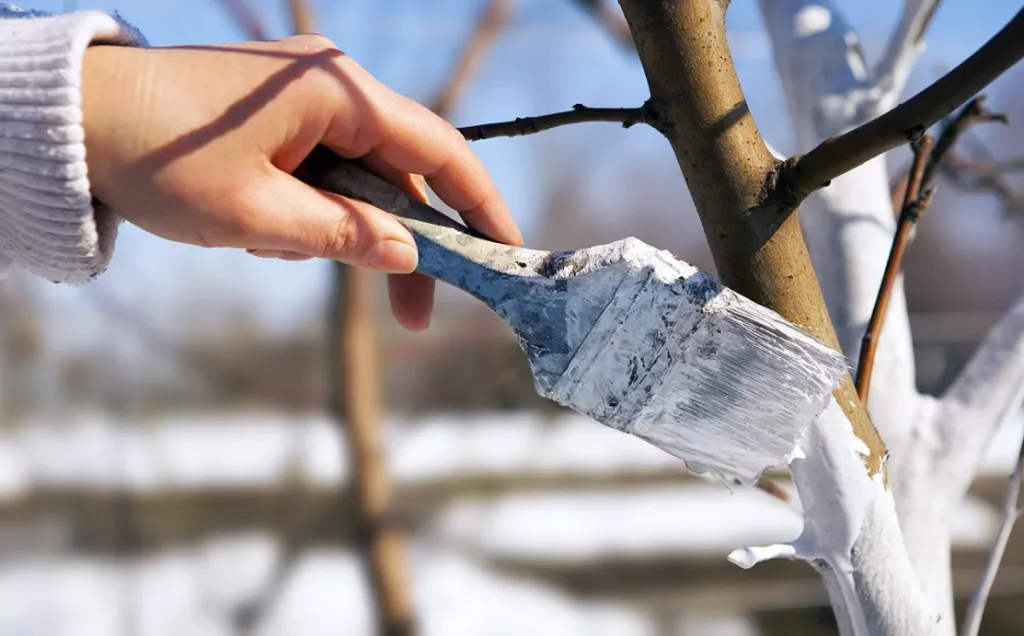 Yak I Dlya Chogo Bilyty Dereva Vapnom Z Midnym Kuporosom